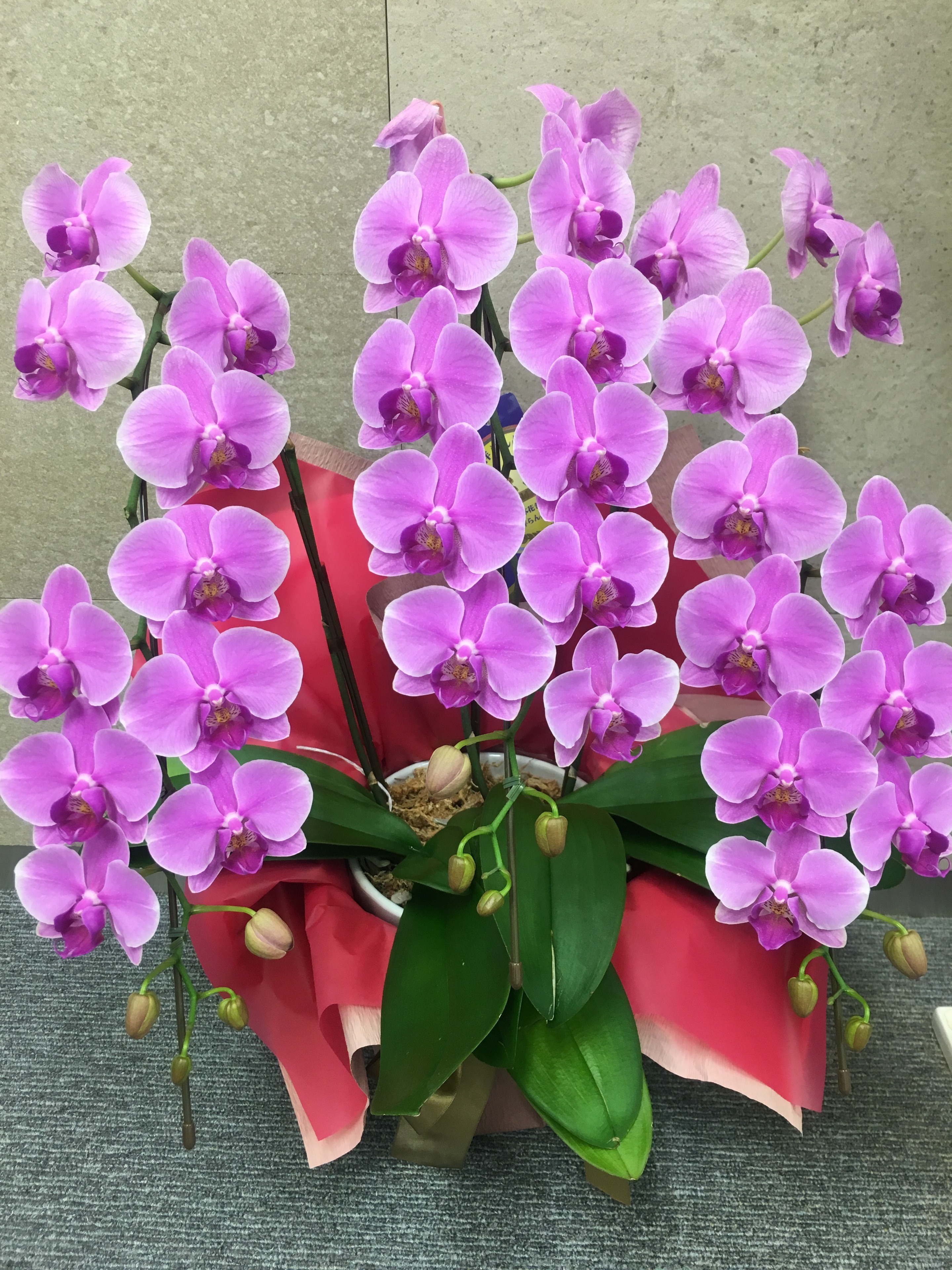 胡蝶蘭