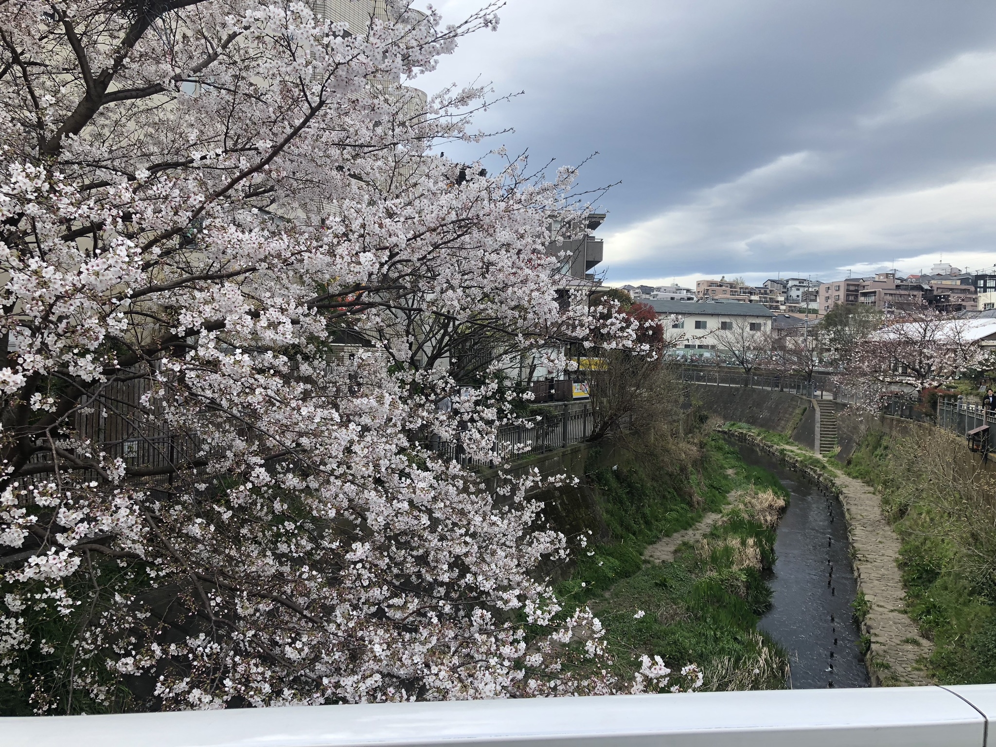 大岡川